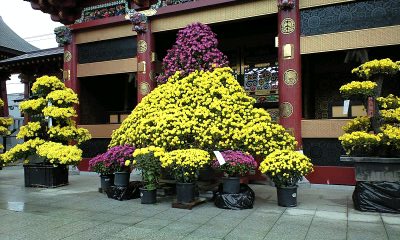 20141109_01_大杉神社 菊祭り